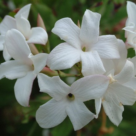 Jasminum Officinale F. Affine | Large-Flowered Jasmine