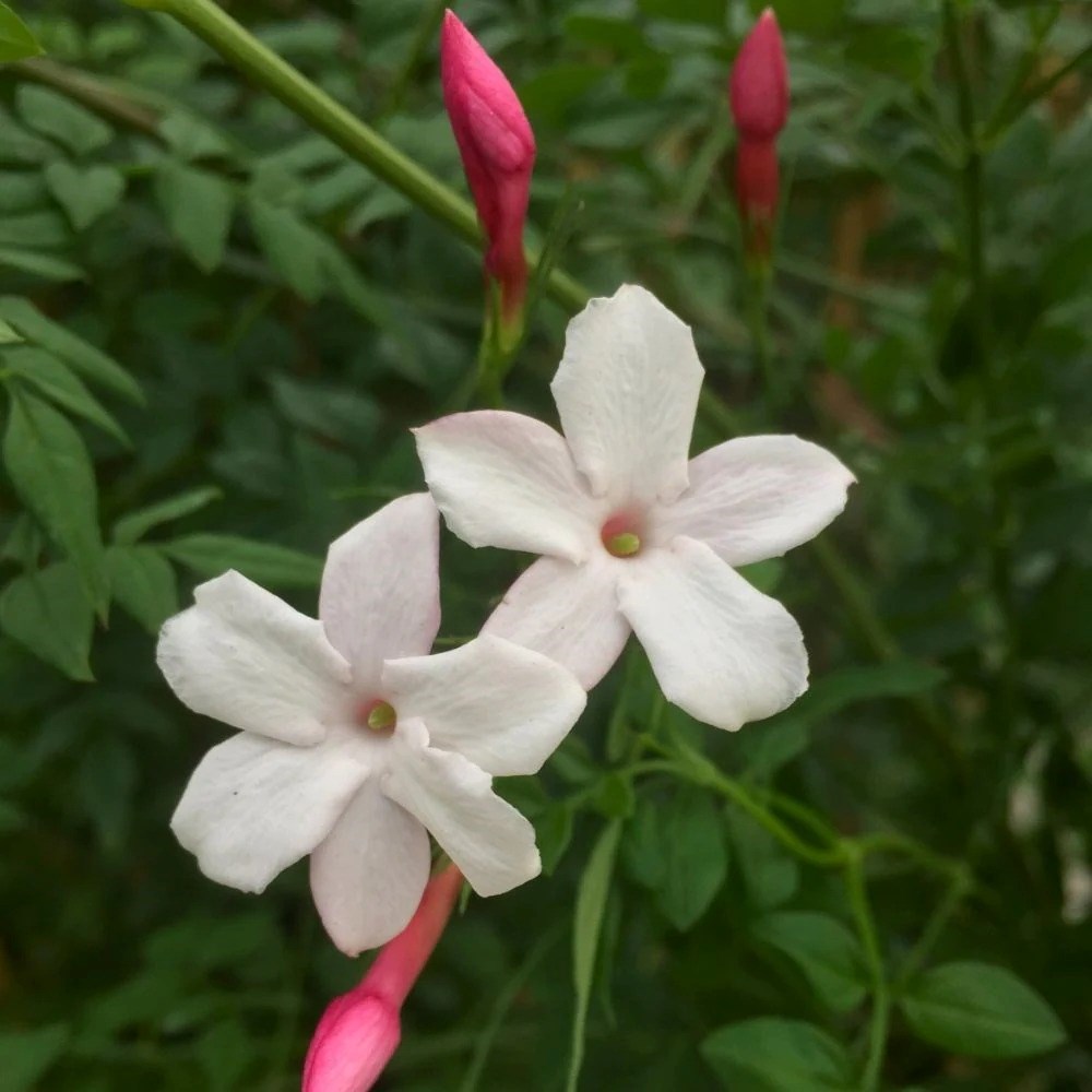 Jasminum Officinale Inverleith | Jasmine