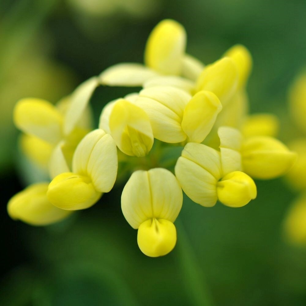 Coronilla Valentina Citrina | Scorpion Vetch