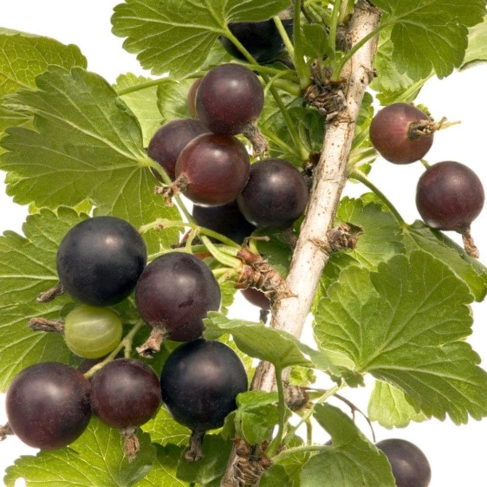 Jostaberry | Ribes × Culverwellii
