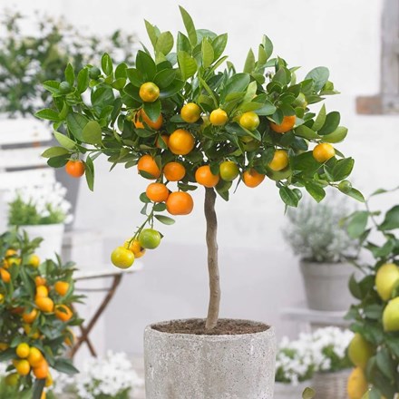 Calamondin Orange  | Citrus × Microcarpa