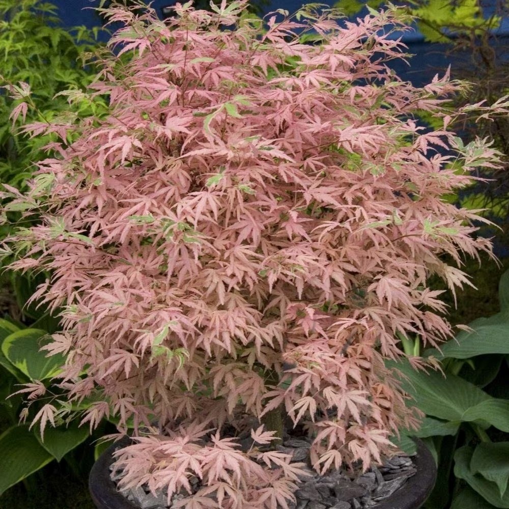 Acer Palmatum Taylor | Japanese Maple