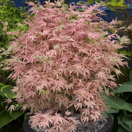 Acer palmatum 'Taylor' (PBR) | Japanese Maple |