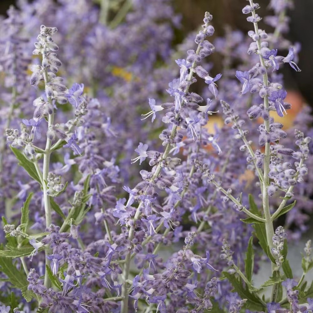Perovskia Lacey Blue | Russian Sage