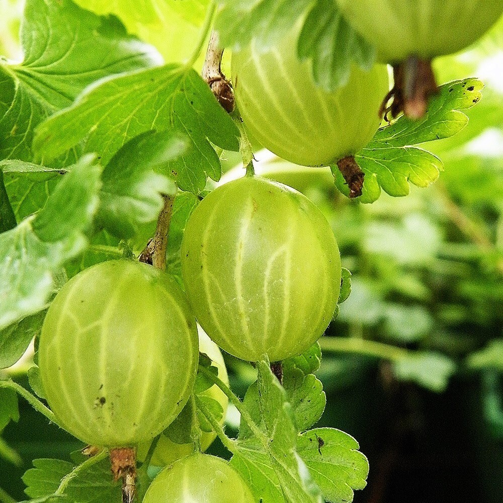 Gooseberry Hinnonmäki Grön