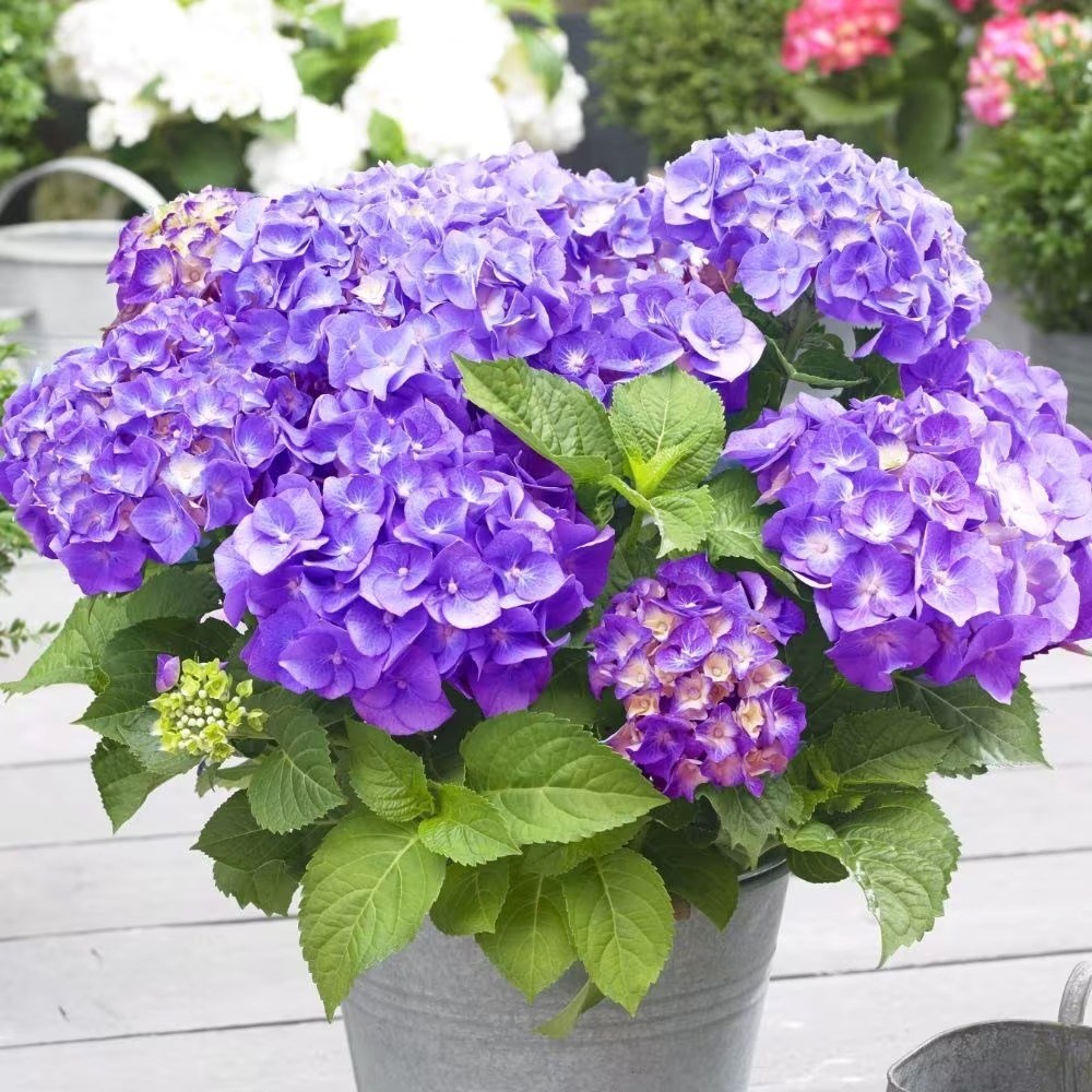 Hydrangea Macrophylla Little Purple | Mophead Hydrangea