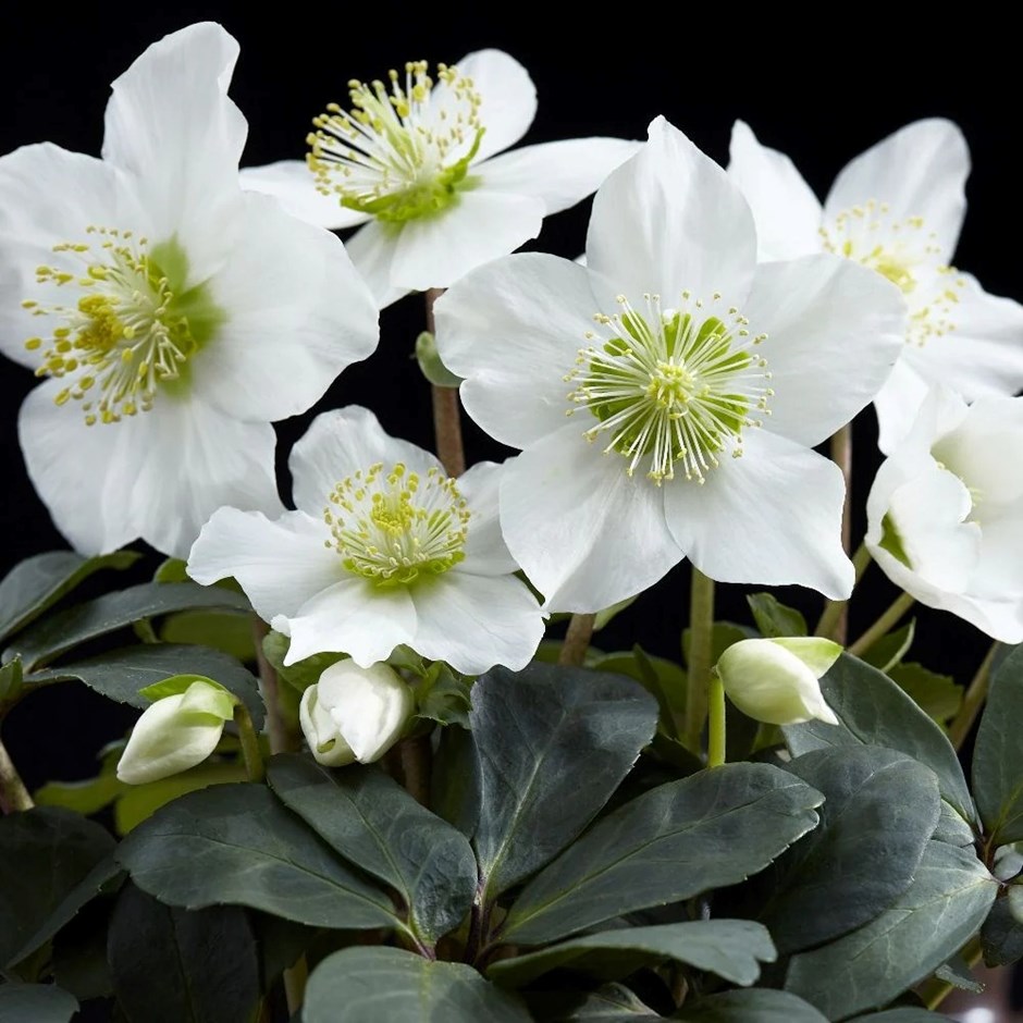 Helleborus Niger Christmas Carol | Christmas Rose