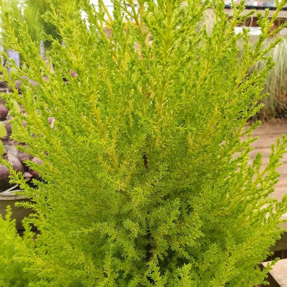 Cupressus macrocarpa Wilma | Monterey Cypress