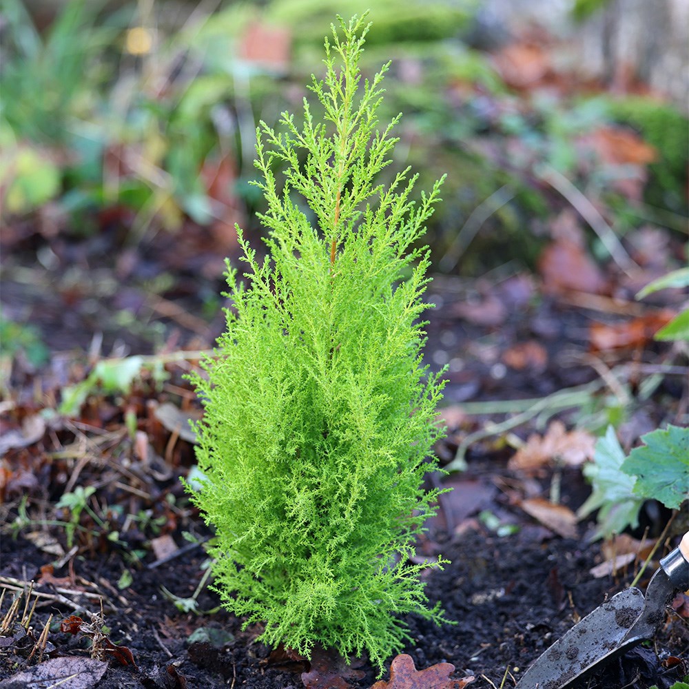 Cupressus macrocarpa Wilma | Monterey Cypress