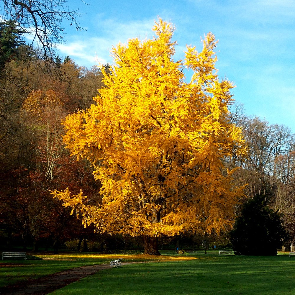 Ginkgo Biloba | Maidenhair Tree