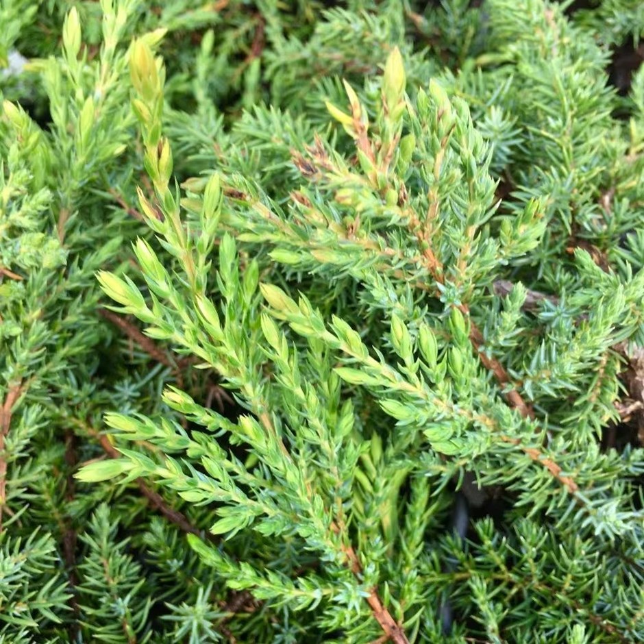 Juniperus communis Green Carpet | Juniper