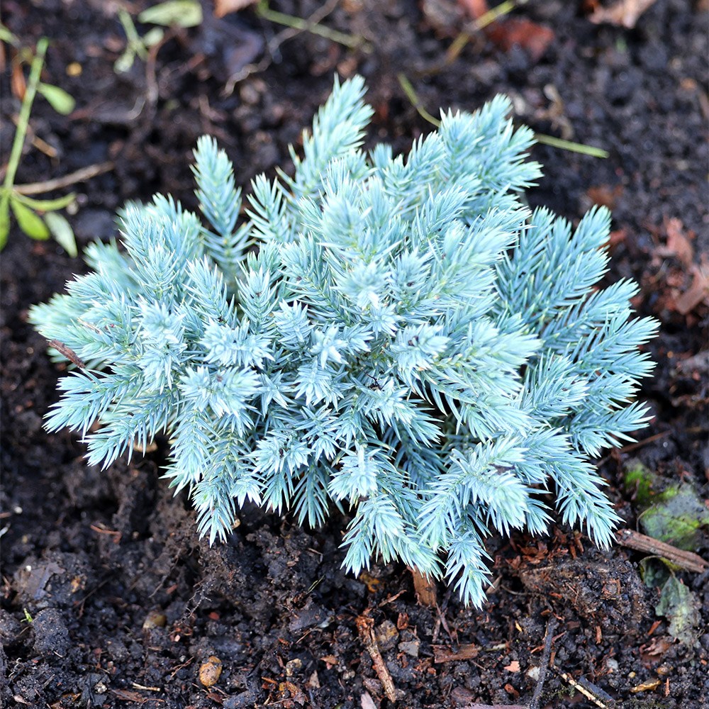 Juniperus squamata Blue Star | Flaky Juniper