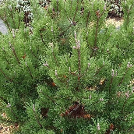 Pinus mugo Mops | Dwarf Mountain Pine