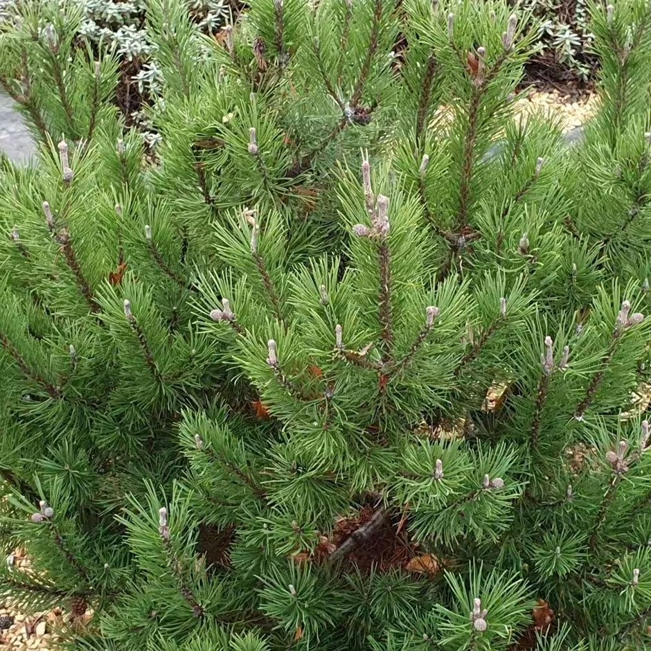 Pinus Mugo Mops | Dwarf Mountain Pine