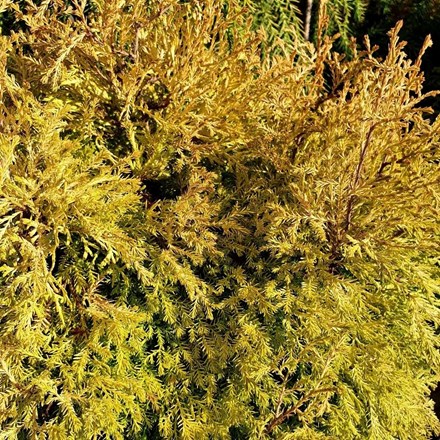 Thuja occidentalis Rheingold | White Cedar