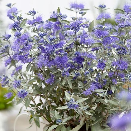 Caryopteris × Clandonensis Sterling Silver | Bluebeard