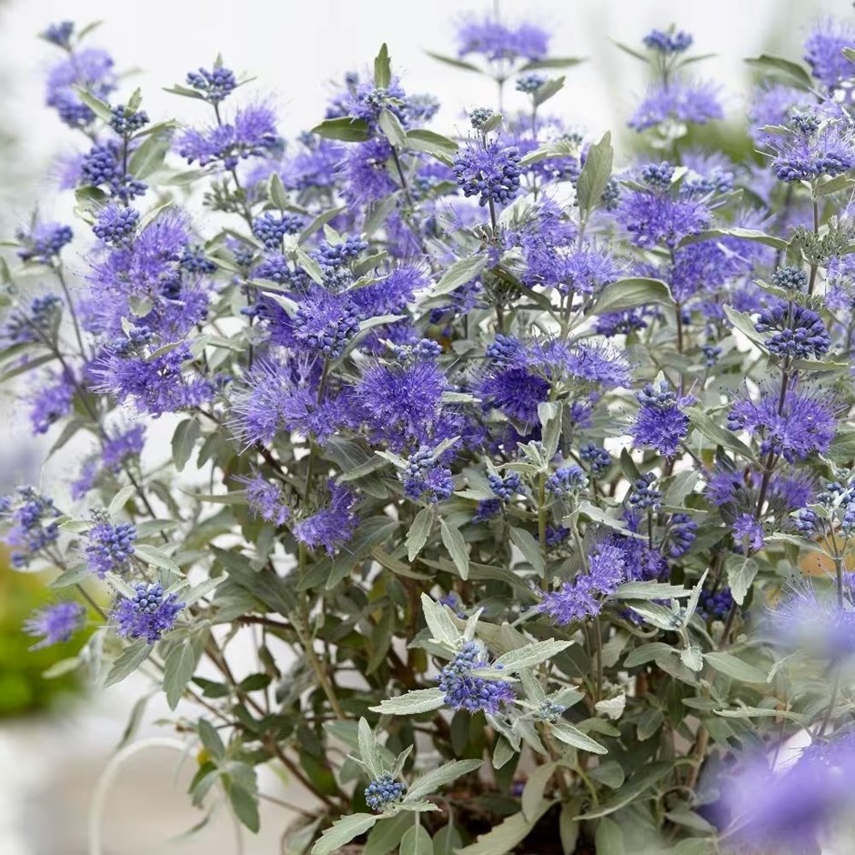 Caryopteris × Clandonensis Sterling Silver | Bluebeard