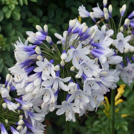 Agapanthus 'Twister' ('Ambic001') (PBR) | African Lily |