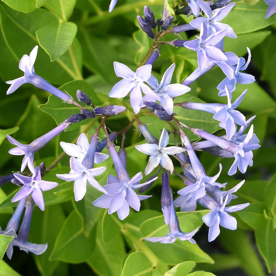 Amsonia Tabernaemontana Blue Ice | Blue Star