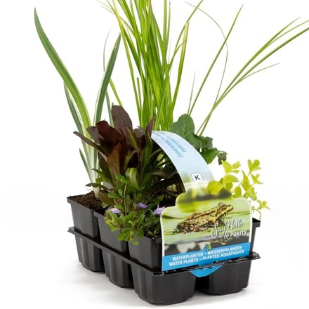 Water Purifying Pond Plant Collection