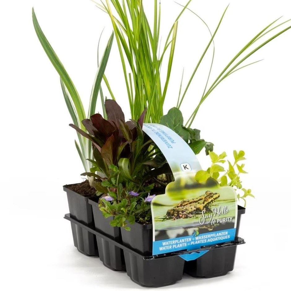 Water Purifying Pond Plant Collection