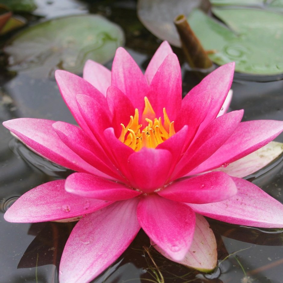 Nymphaea Attraction | Water Lily