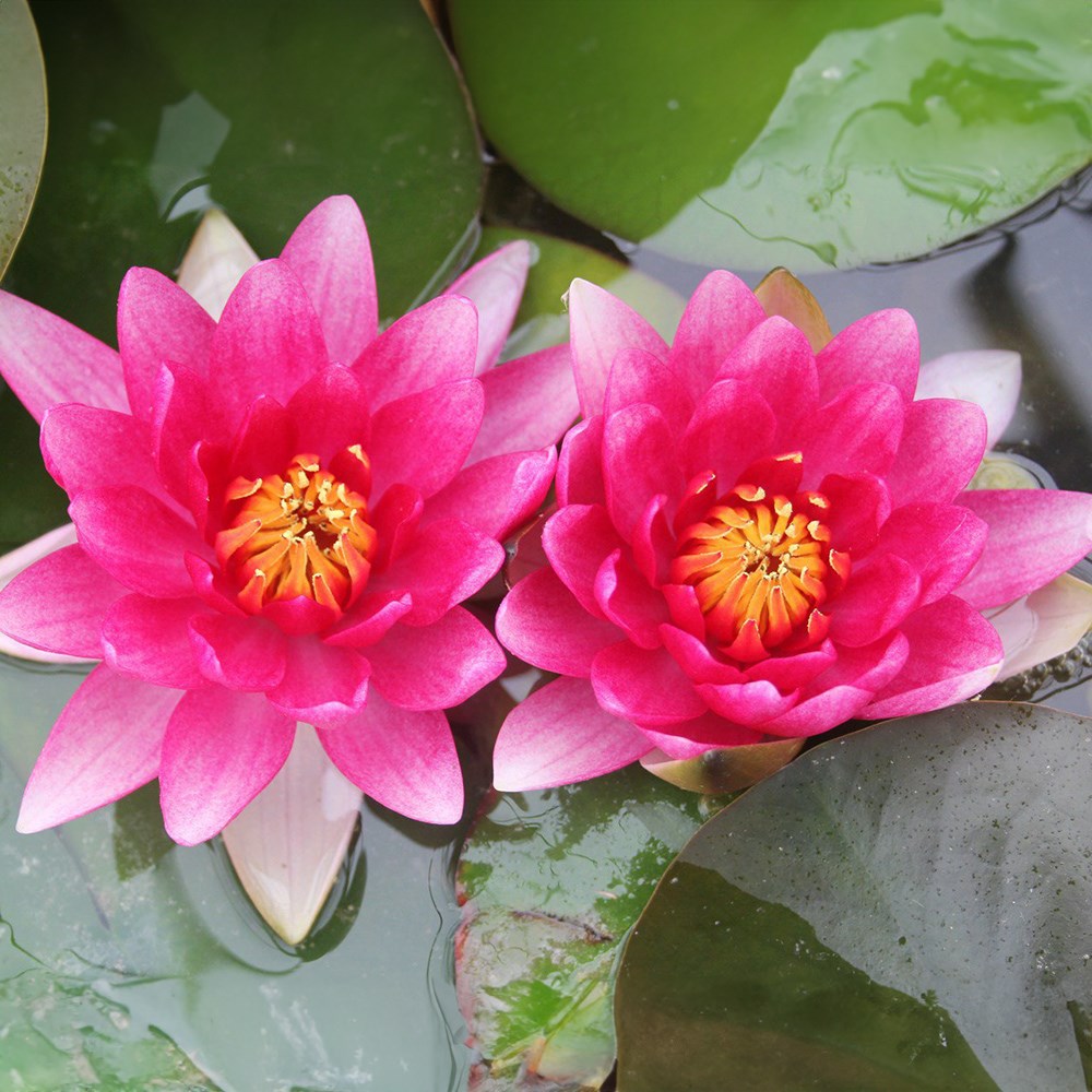Nymphaea Attraction | Water Lily