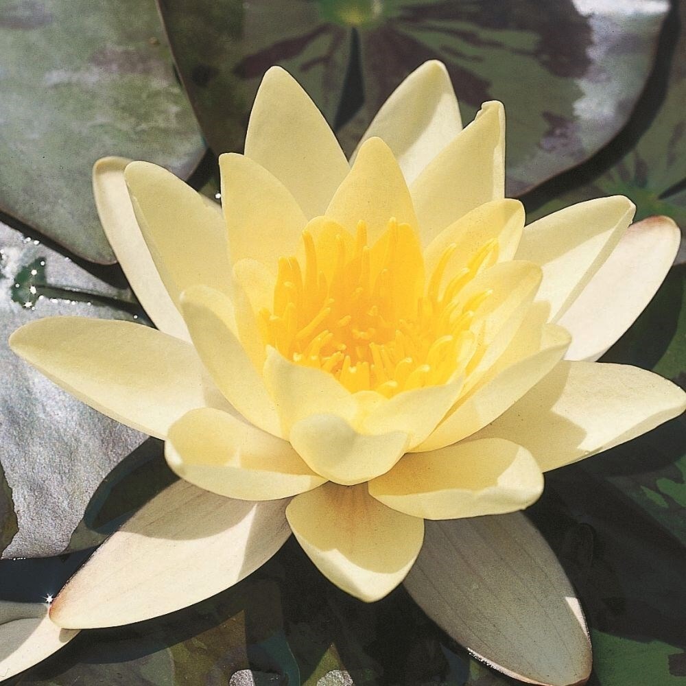 Nymphaea Marliacea Chromatella | Water Lily