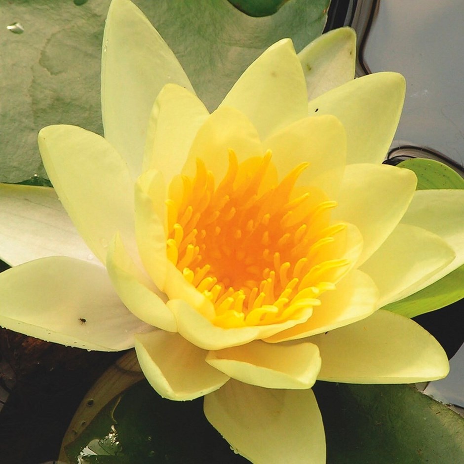 Nymphaea Yellow Sensation | Water Lily