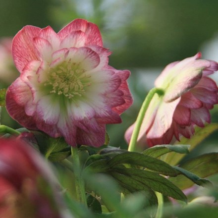 Helleborus Harvington Double Blush | Lenten Rose Or Hellebore