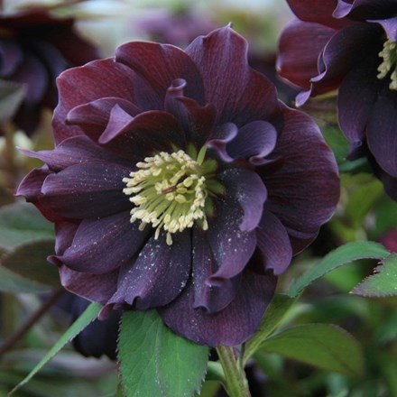 Helleborus Harvington Double Purple | Lenten Rose Or Hellebore