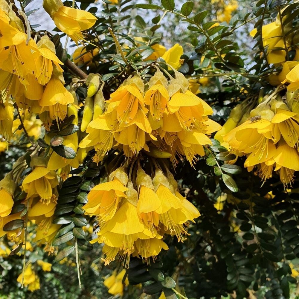 Sophora Sun King | Kowhai