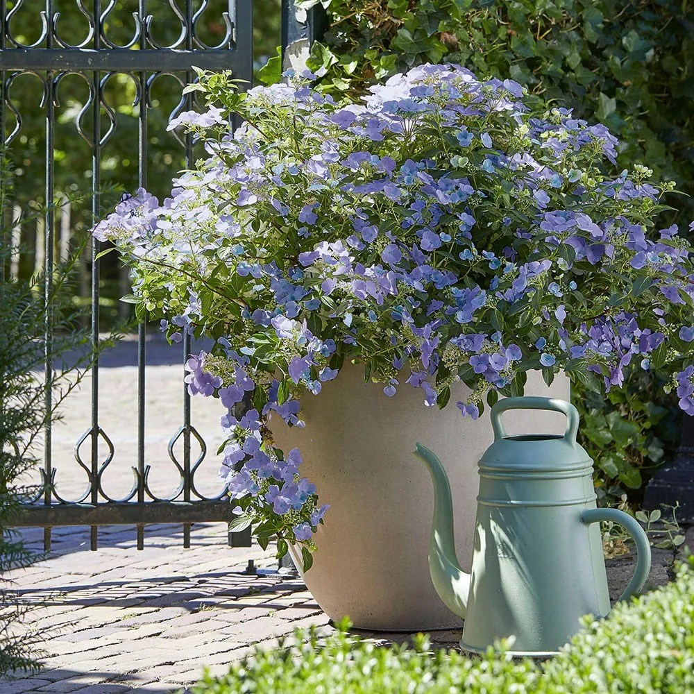 Hydrangea Bolero Blue