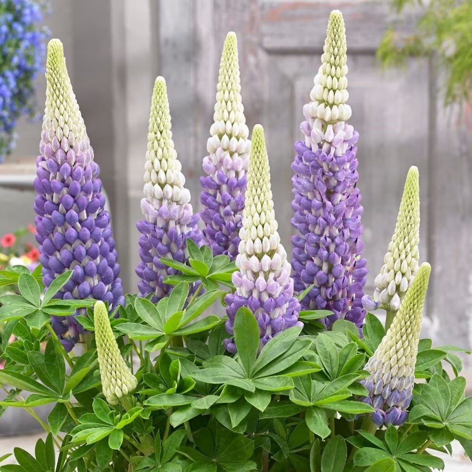 Lupinus Persian Slipper | West Country Lupin