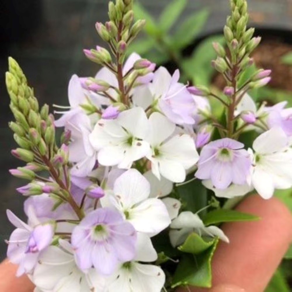 Parahebe Catarractae Pink Avalanche