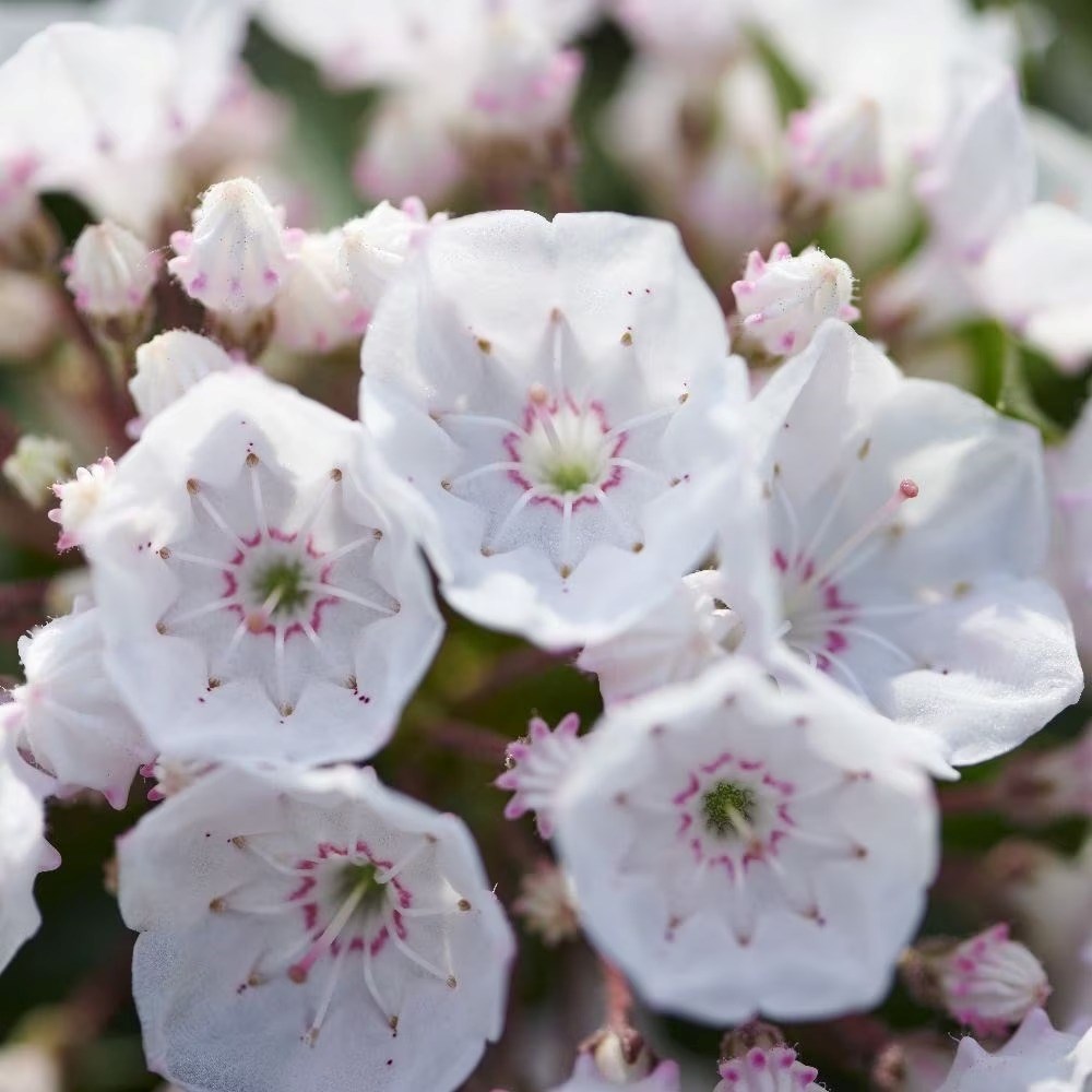 Kalmia Latifolia F. Myrtifolia Elf | Mountain Laurel