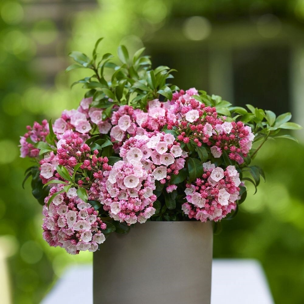 Kalmia Latifolia Little Linda | Mountain Laurel