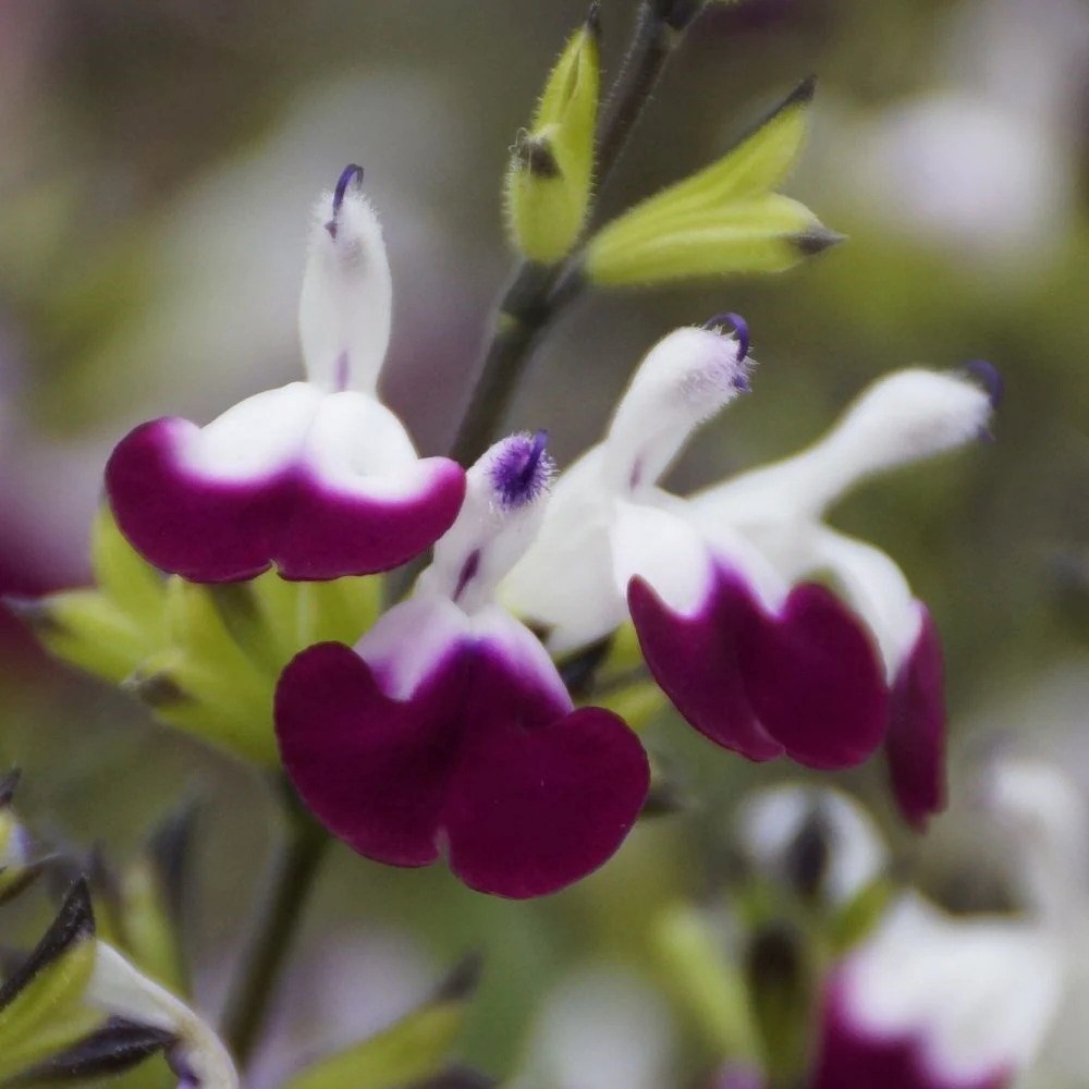 Salvia Amethyst Lips | Salvia