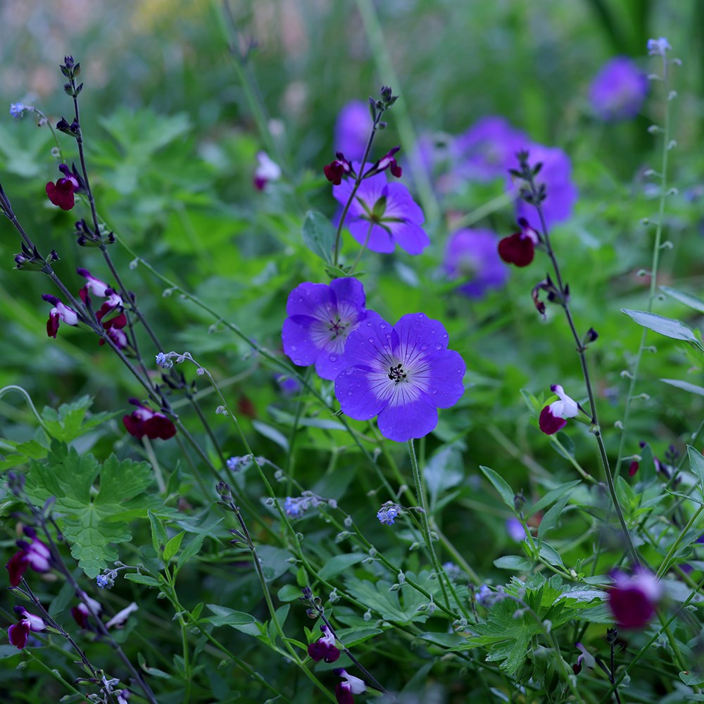 Salvia Amethyst Lips | Salvia