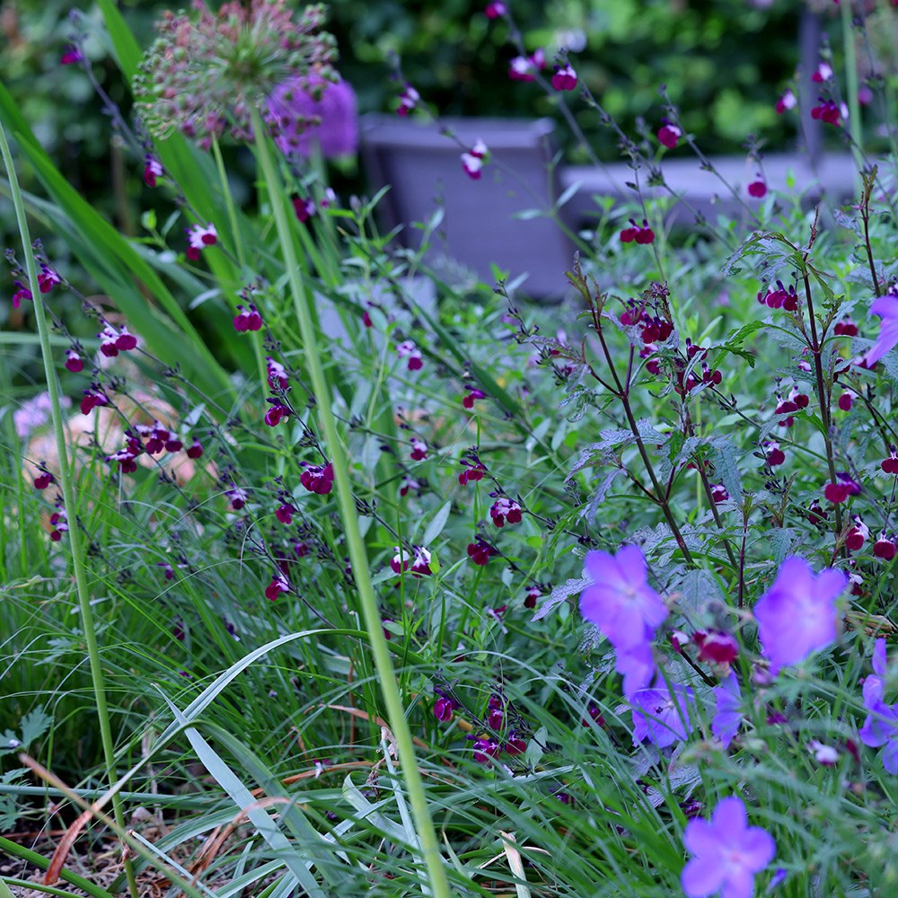 Salvia Amethyst Lips | Salvia