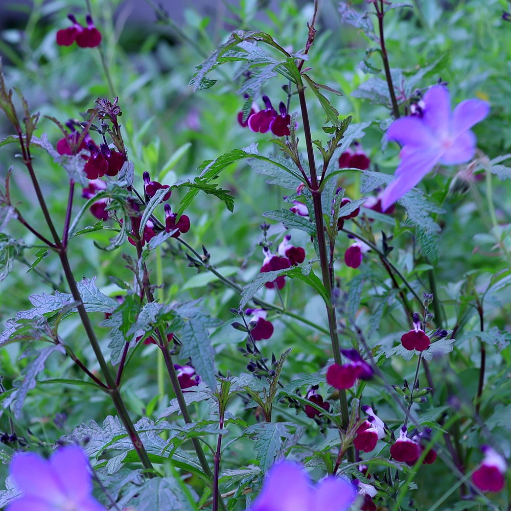 Salvia Amethyst Lips | Salvia