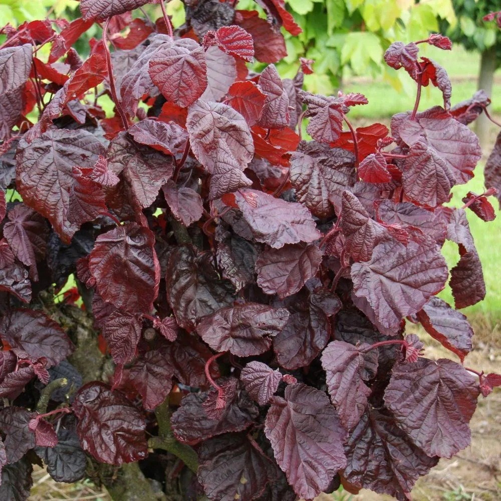 Corylus Avellana Red Majestic | Hazel