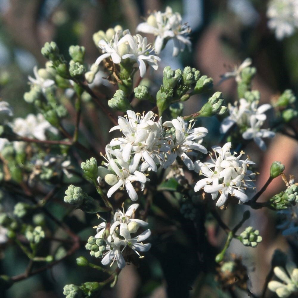 Heptacodium Miconioides | Seven Son