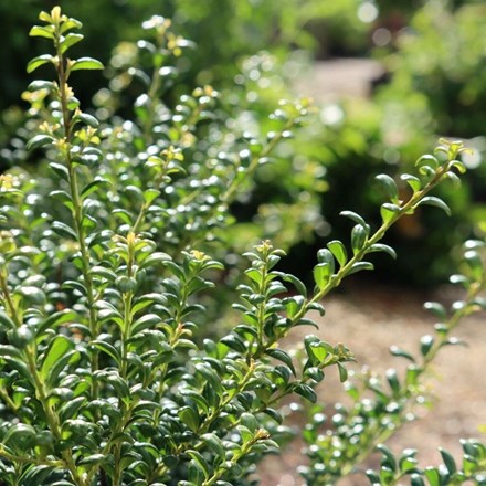 Ilex crenata Convexa