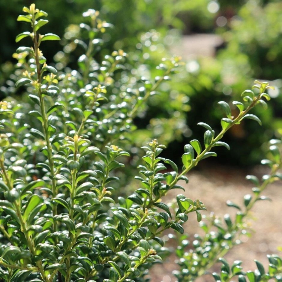 Ilex crenata Convexa | Japanese Holly