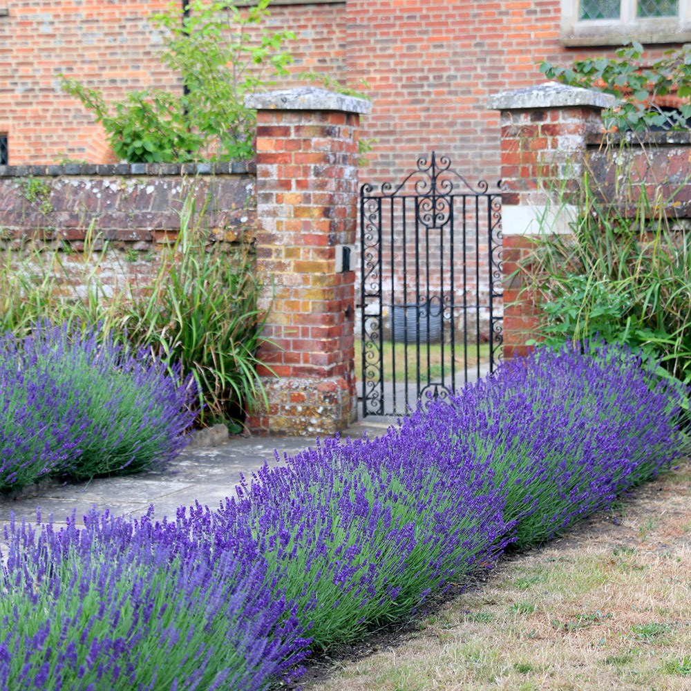 Lavandula Angustifolia Hidcote | Lavender