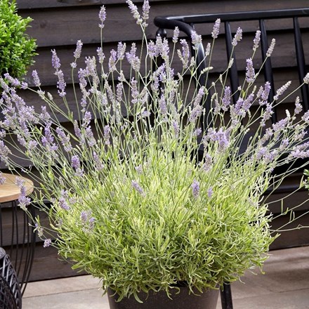 Lavandula angustifolia Platinum Blonde | Lavender