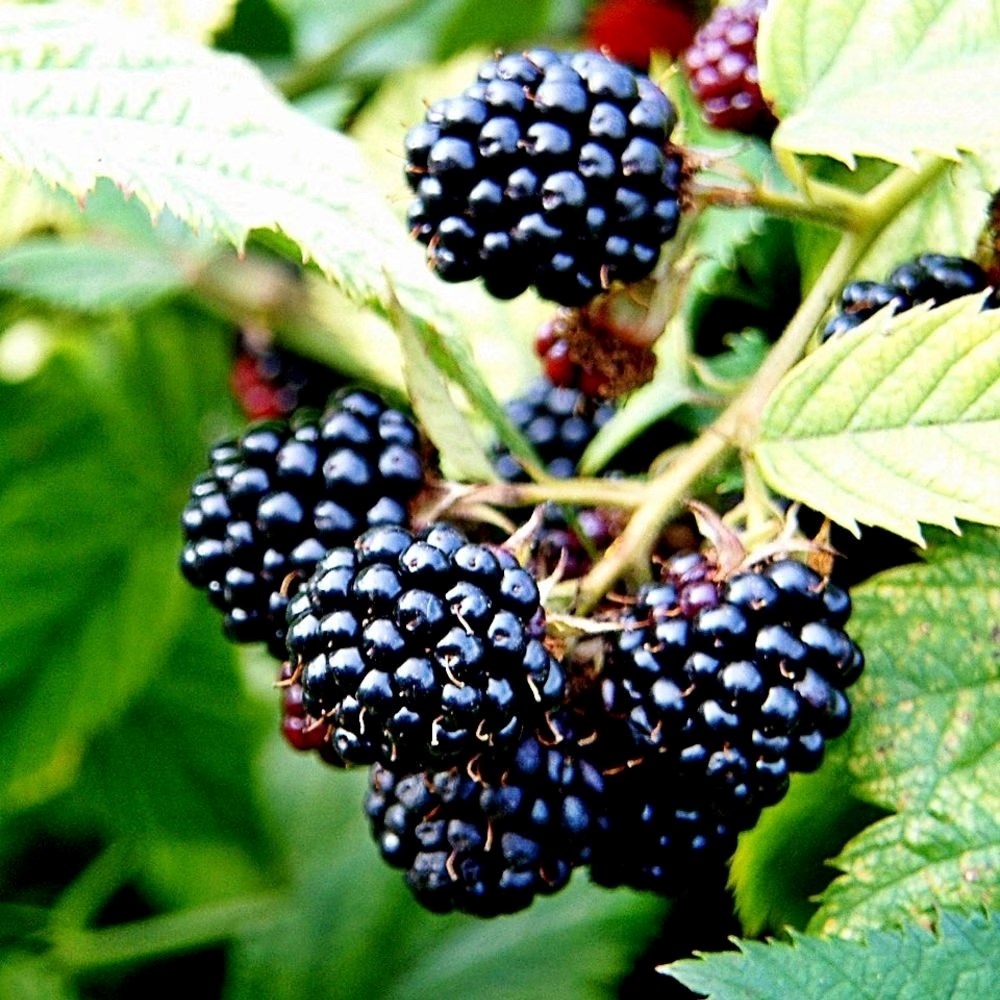 Blackberry Merton Thornless
