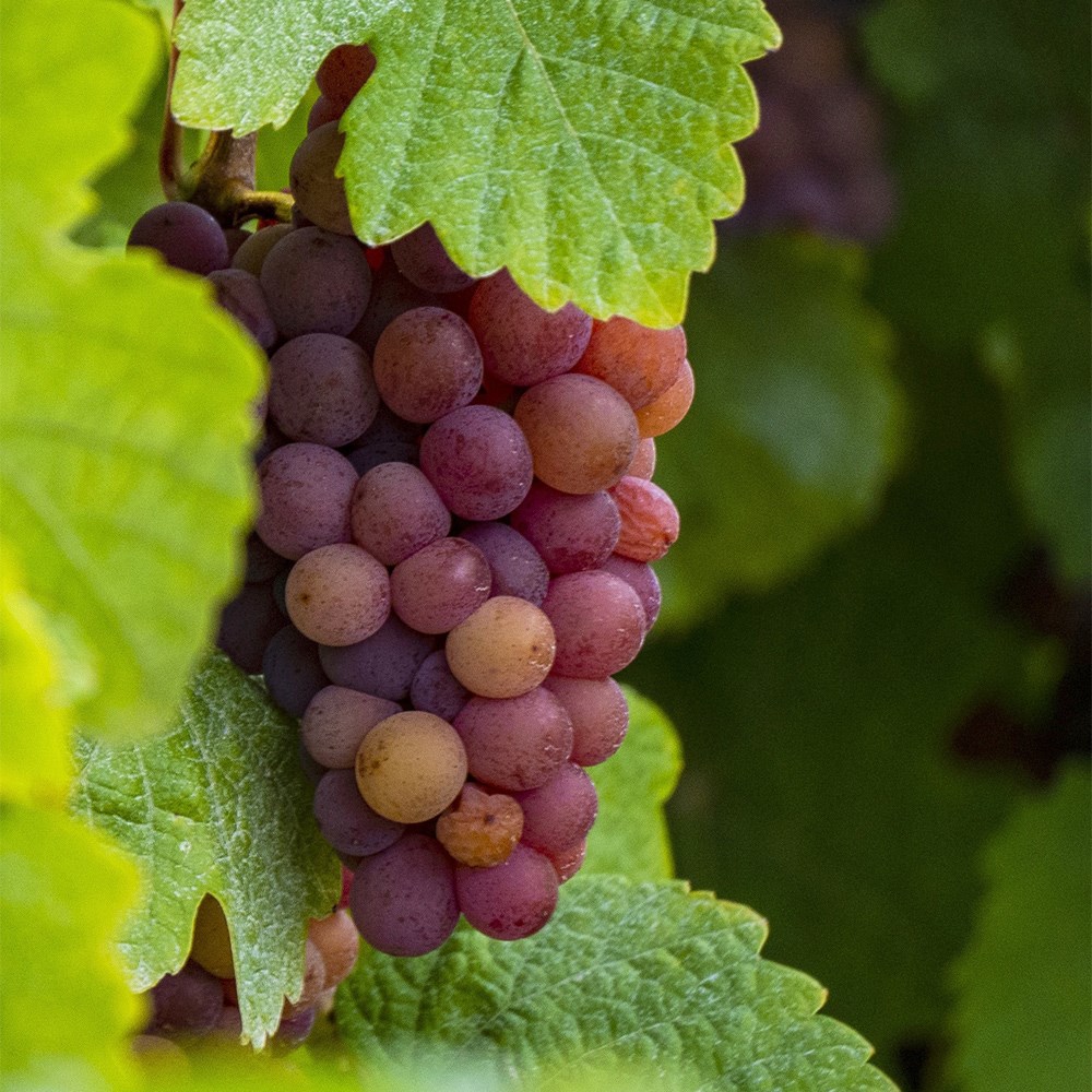 Grape Crimson Seedless | Seedless Grape