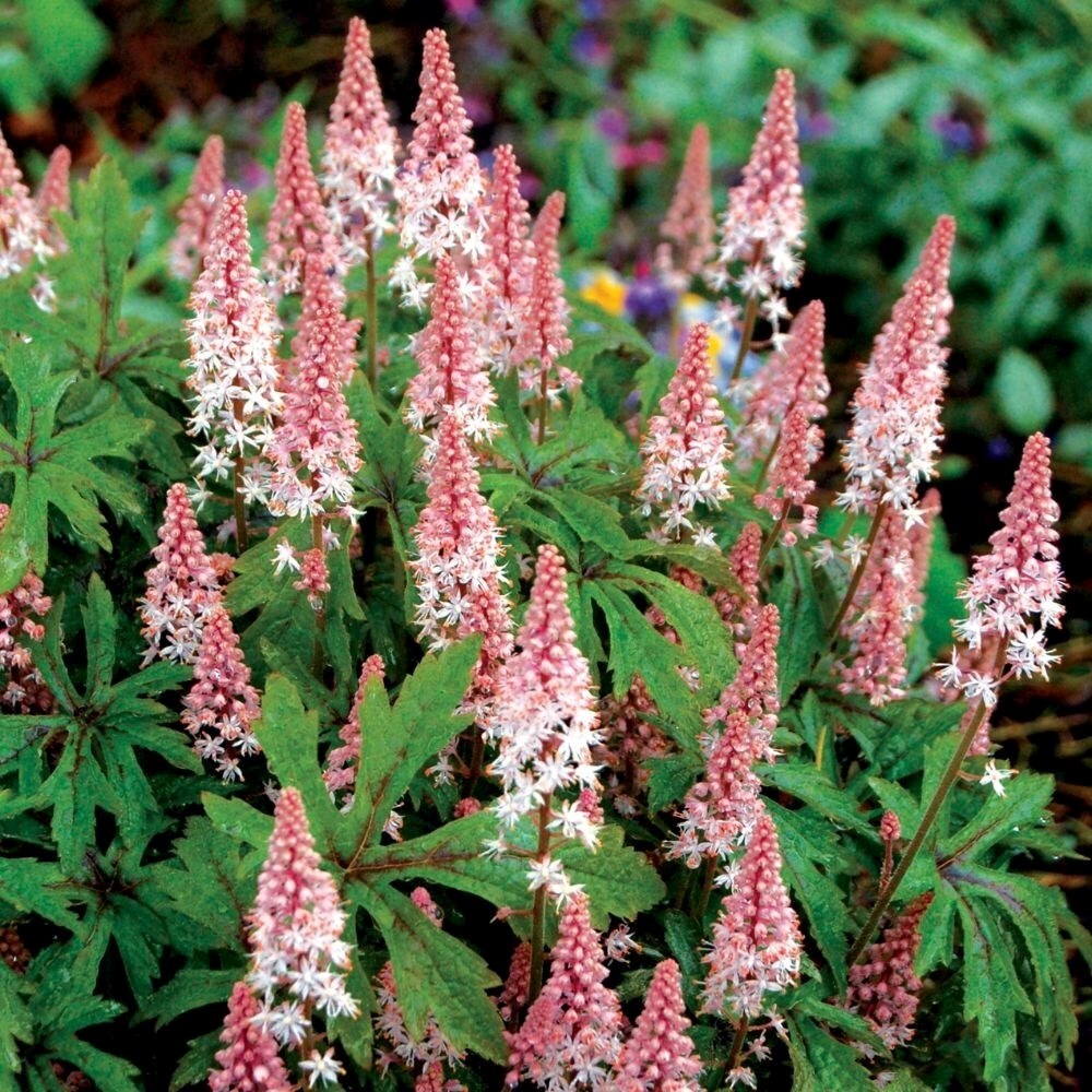 Tiarella Pink Skyrocket | Foam Flower
